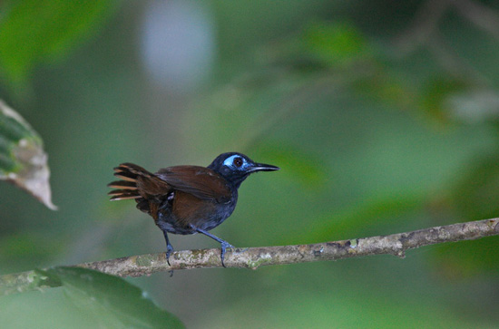 http://www.costaricaexpeditions.com/images/pic630x/060426051321Antbird_550x363.jpg