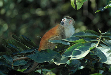 squirrel monkeys habitat