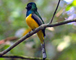 Trogon